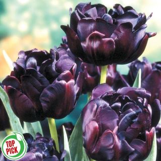 Black Hero Double Tulip Thumbnail